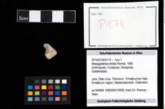 Foto (Objekt + Etikett) von Mesogalathea striata (Remeš, 1895)  (NHMW-GEO-2014-0194-0174)
